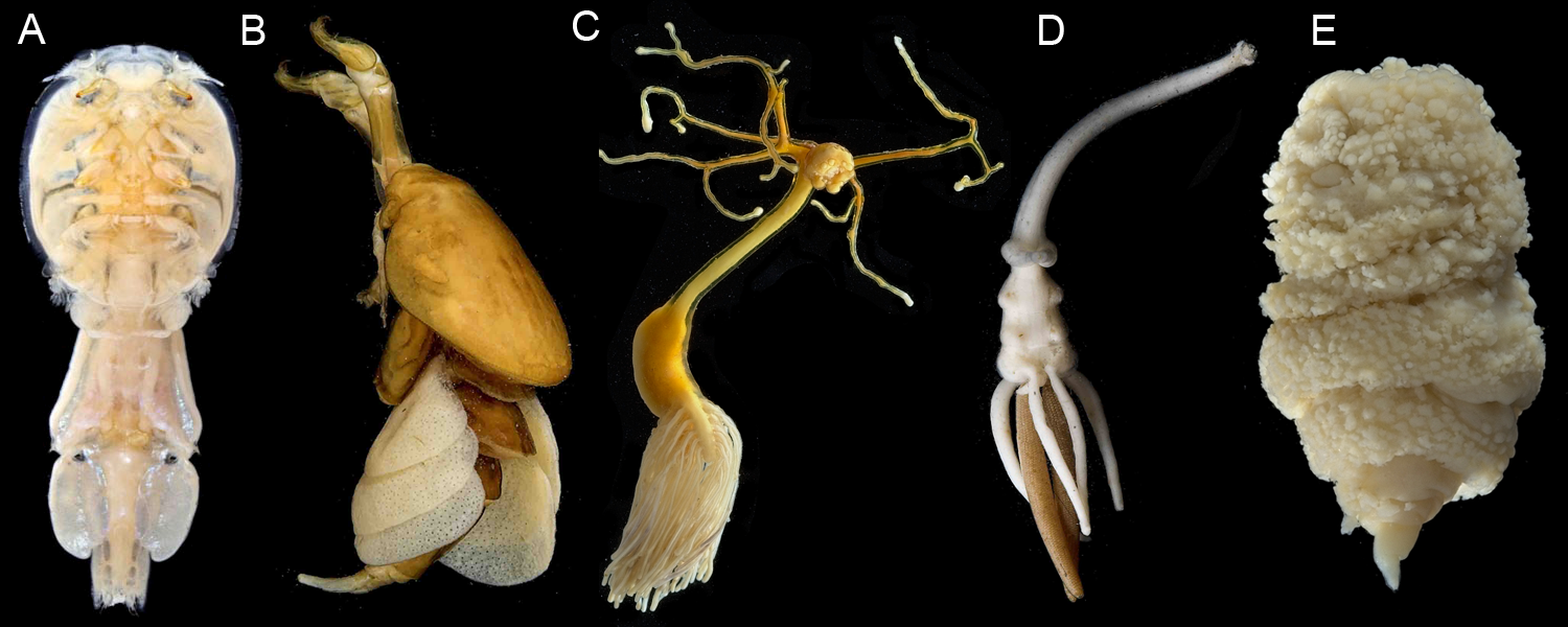 Various body plans of parasitic copepods