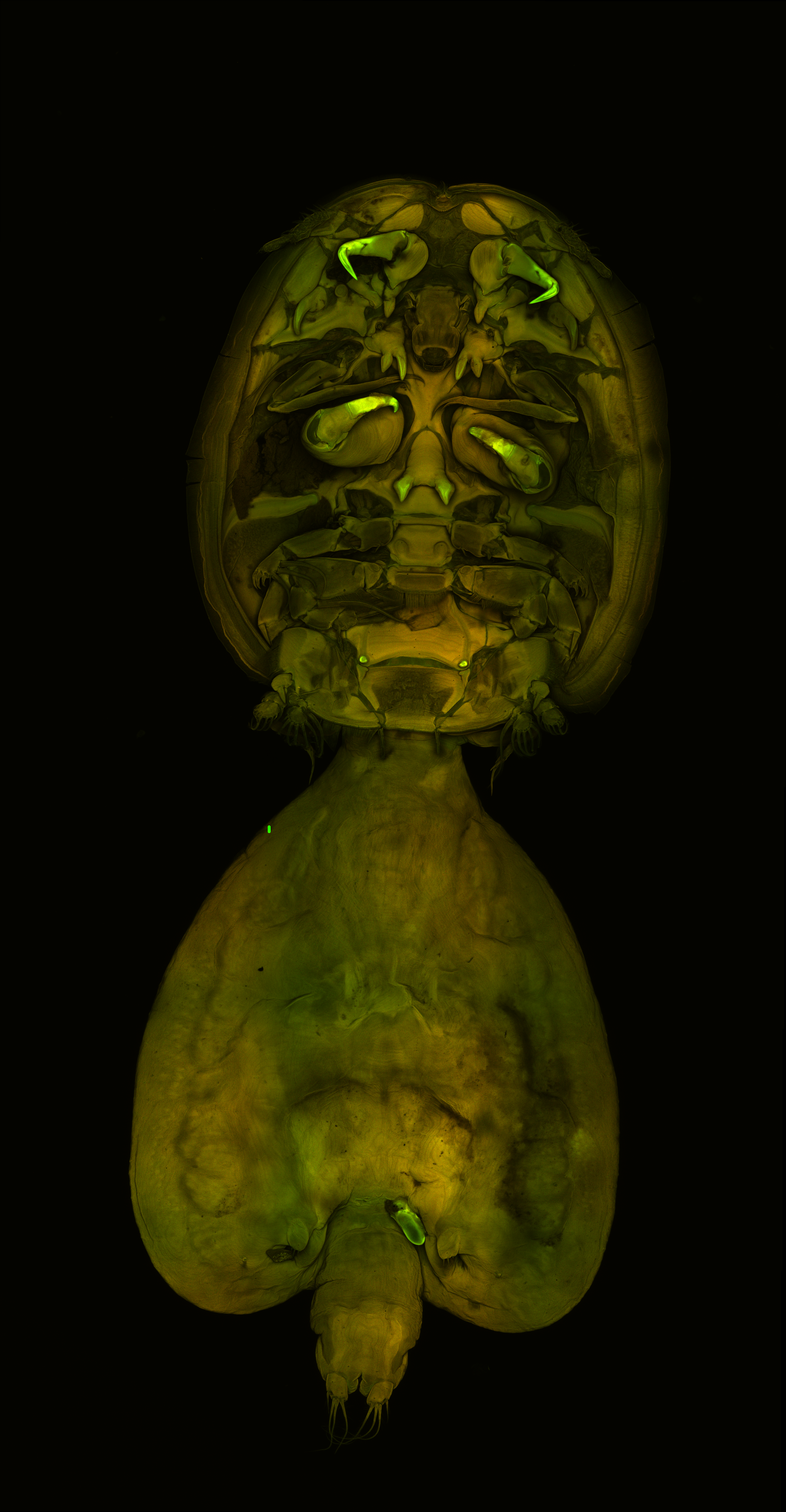 Lepeophtheirus identification key preview